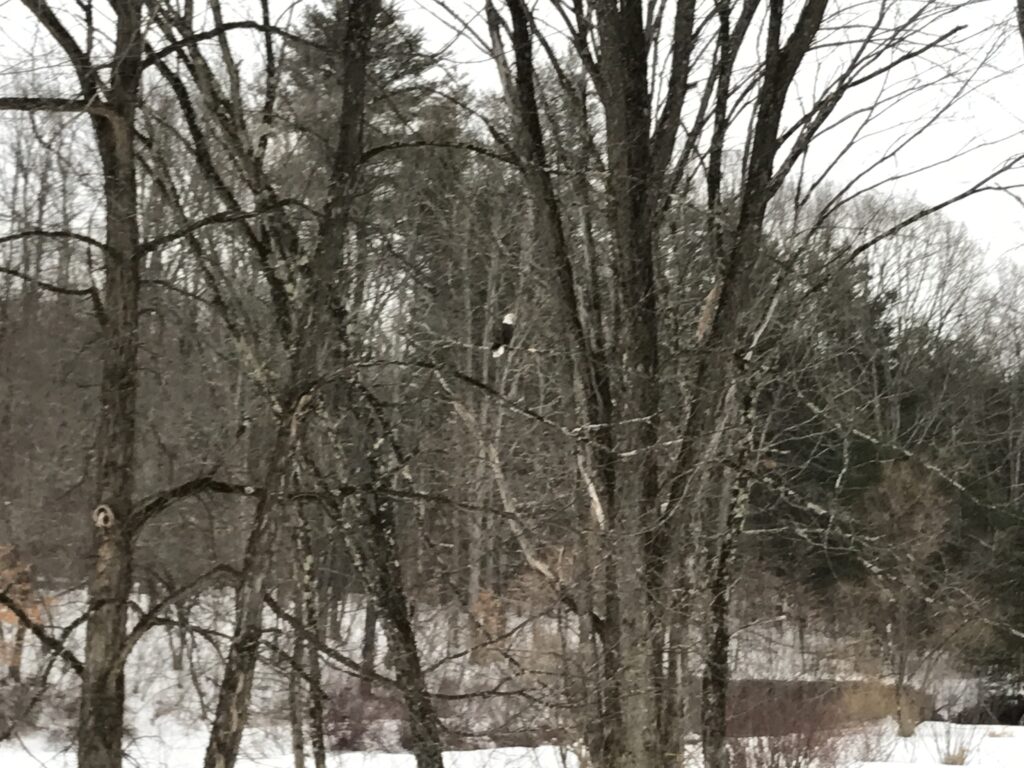 Bald Eagle on Chamberlin Mills Road, Salem NY