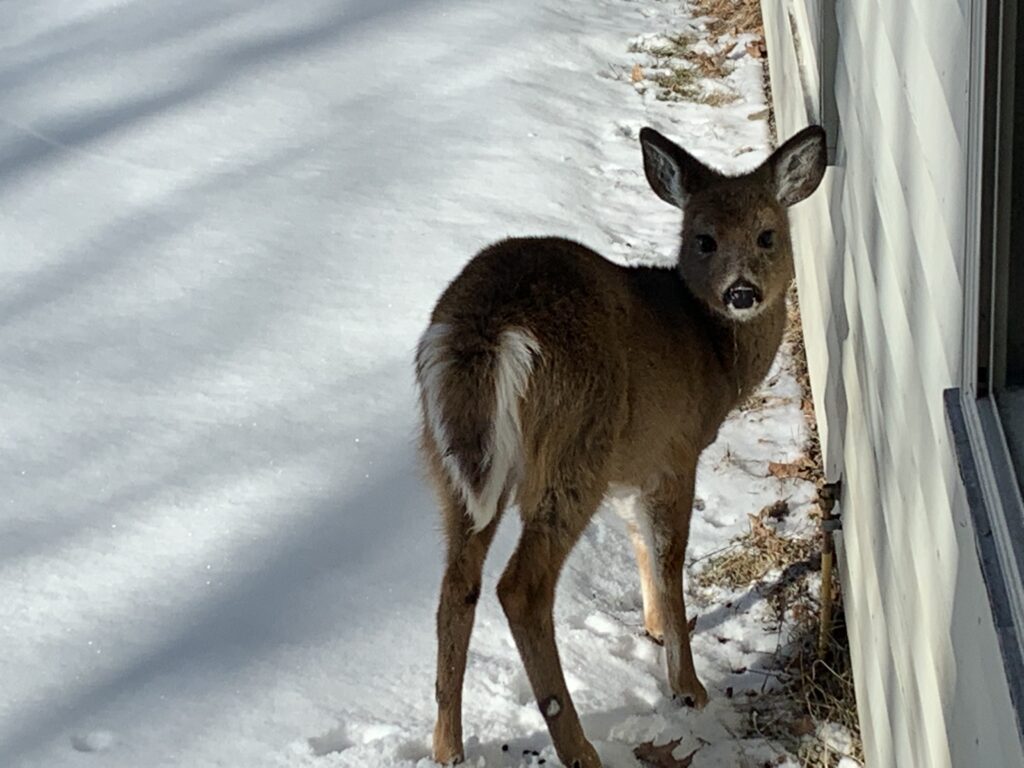Young Buck Visting On Chamberlin Mills Road in Salem NY