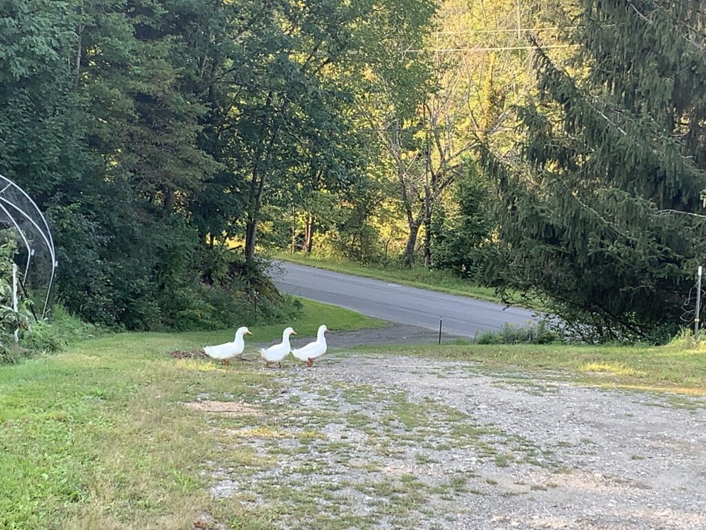 Ducks In A Row - Craig Rose Salem NY