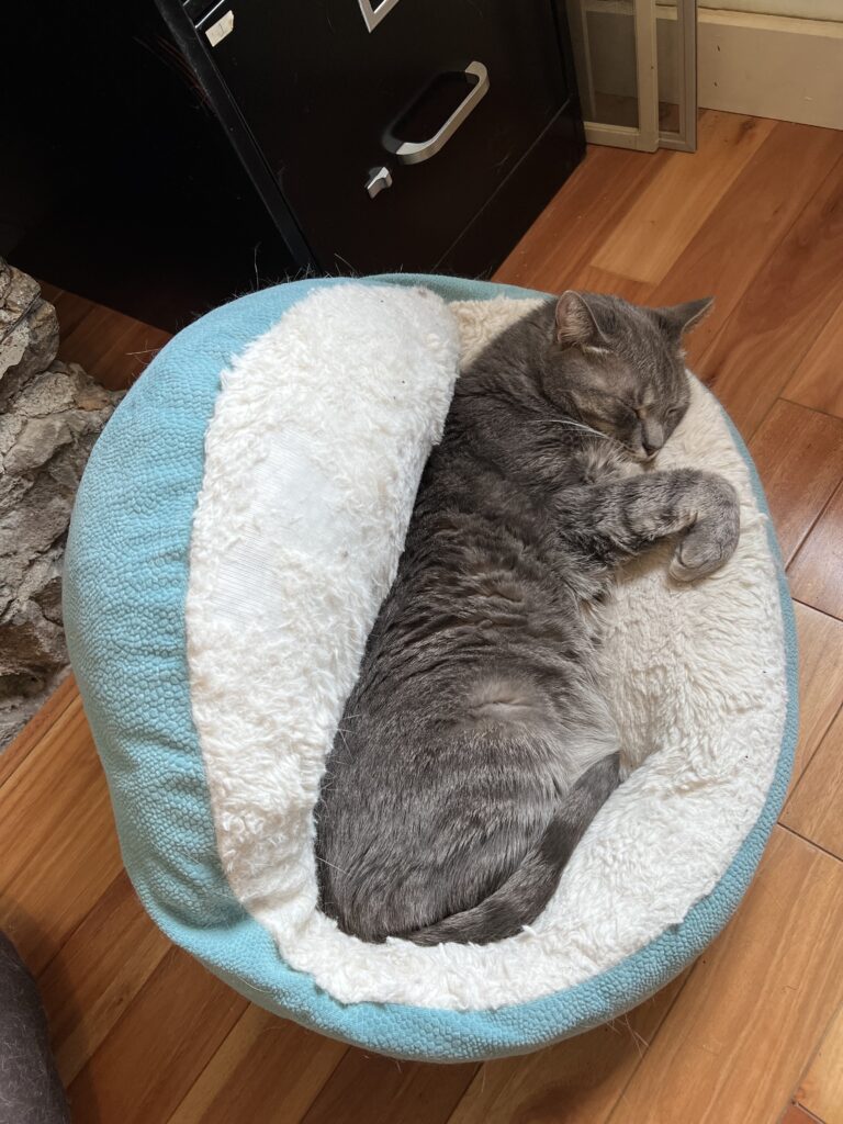 Another otter puss in its natural habitat.